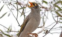 Birds in danger of extinction because... 'wrong love'