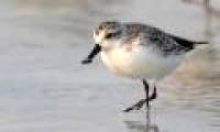 Birds in spoons in Vietnam are preserved 3.3 million USD