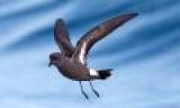 Birds know how to avoid 'incest'