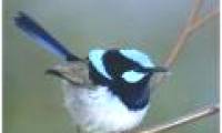 Birds know the language of other species