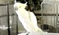 Birds know to dance like people