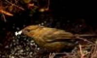 Birds make houses to get married