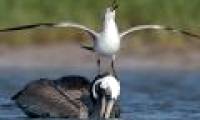 Birds or coffee, 'Gypsy' is the most fragile animal world