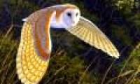 Birds protect crops