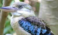 Birds sing like laughter, deciding on the sex of the offspring