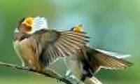 Birds sing more flexibly when the weather fluctuates
