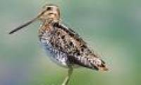 Birds suffer the best hardship: Flying thousands of miles, not eating or drinking