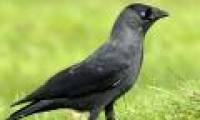 Birds understand people's eyes