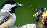 Birds use 'barcodes' to find places to hide food