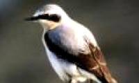 Birds weighing 25g fly to 29,000km to avoid cold