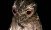 Birds with obsessive eyes