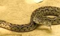 Biting a snake snake hero 'adults turn into children'
