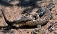 Bizarre mating of animals
