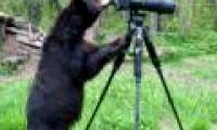 Black bear makes 'photographer'