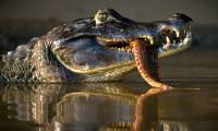 Black caiman crocodile - apex predator