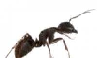 Black garden ants have their own 'toilet' in the nest