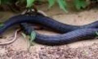 Black snakes buckled and vomited out the same kind of people living on the side of the road