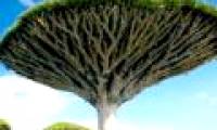 Blood dragon tree - the most mysterious tree on the planet