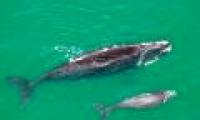 Blue whale reappears