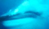 Blue whales rotate 360 ​​degrees to hunt