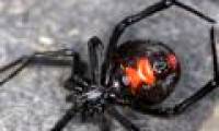 Body reaction after black widow spider bite