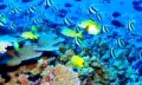 'Bombs slow' in the seabed
