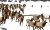 Both elk flocks die from ice slips when drinking water