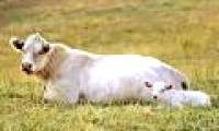 Bovine always turns its head in one direction