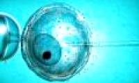 Boys born from test tubes have a high risk of infertility