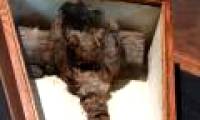 Braided hair may belong to the goddess in the coffin