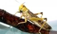 Brain disorders in insects have many similarities in humans