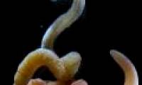Brain human brain worms breed?
