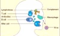 Brain structure reinforces immunity