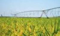 Brazil began testing ethanol production from rice