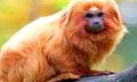 Brazil discovered 12 new animals in the Amazon rainforest