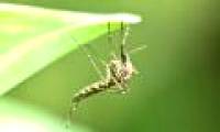 Brazil: Transgenic mosquitoes adapt to nature