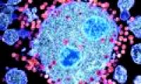 Breakthrough: Detecting antibodies can kill 99% of the HIV virus strain