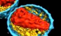 Breakthrough in HIV vaccine research
