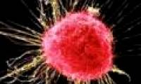 Breakthrough in immunotherapy for cancer cells
