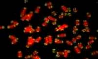 Breakthrough in research 'Aphrodisiacs' helps children forever