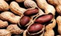 Breakthrough study in the treatment of peanut allergy status