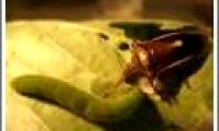Breeding natural enemies to protect crops