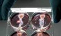 'Breeding' sausages in test tubes