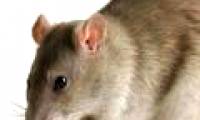 Breeding teeth in kidney mice