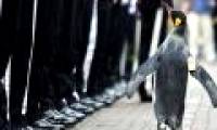 Brigadier general penguin bird approved Scottish honor team