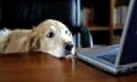 Bring your dog to work to reduce stress