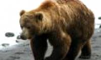 Brown bear in Austria for the second time was declared extinct