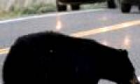 Build a tunnel for bears in the United States