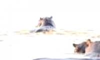 Bull sharks face hippopotamus