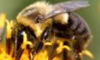 Bumblebee is almost disappearing in the US